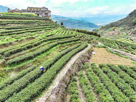 重慶什麼茶好喝，茶葉與火鍋的奇妙邂逅